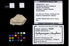 Foto (Objekt + Etikett) von Cycloprosopon stenofrons (Schweitzer & Feldmann, 2010)  (NHMW-GEO-1990-0041-0378)